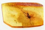 Detailed Fossil Fungus Gnat (Mycetophilidae) In Baltic Amber #372565-1